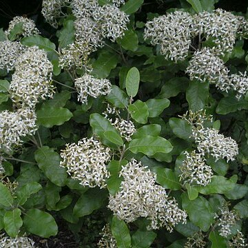 Olearia angulata unspecified picture