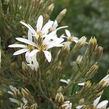 Olearia erubescens unspecified picture