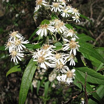 Olearia lirata unspecified picture