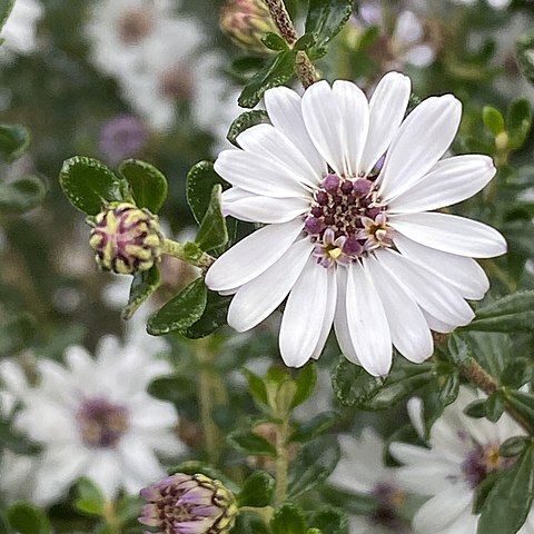 Olearia minor unspecified picture