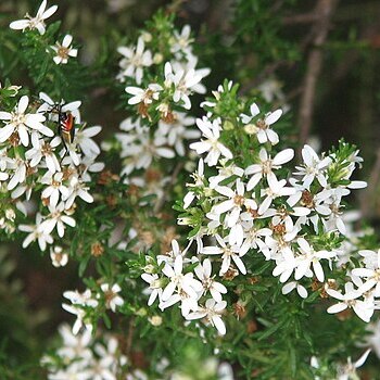 Olearia ramulosa unspecified picture