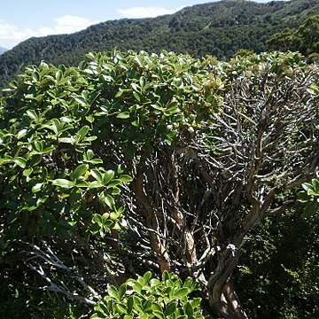 Olearia colensoi unspecified picture