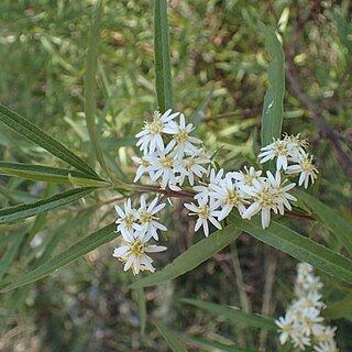 Olearia viscidula unspecified picture