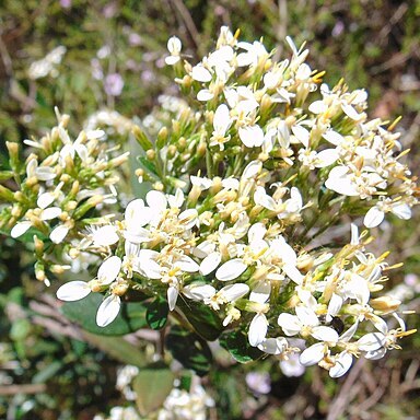 Olearia viscosa unspecified picture