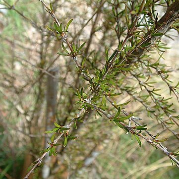 Olearia bullata unspecified picture