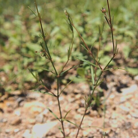 Oldenlandia subulata unspecified picture