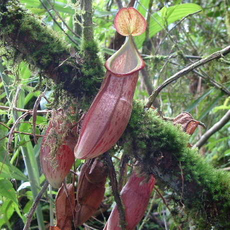 Nepenthes gymnamphora unspecified picture