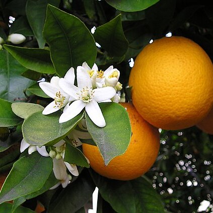 Citrus unspecified picture