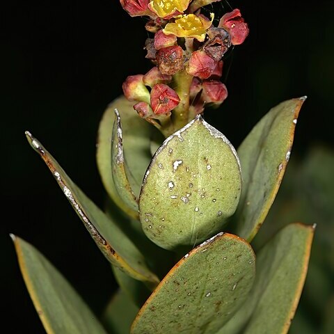 Osyris speciosa unspecified picture