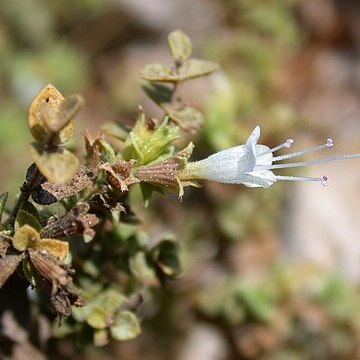 Origanum dayi unspecified picture