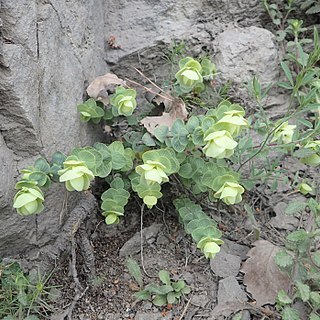 Origanum rotundifolium unspecified picture