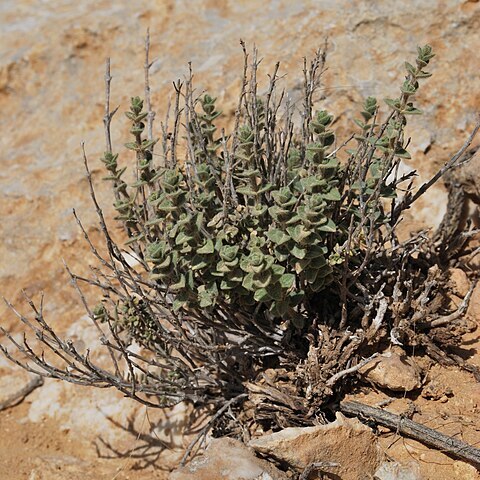 Origanum ramonense unspecified picture