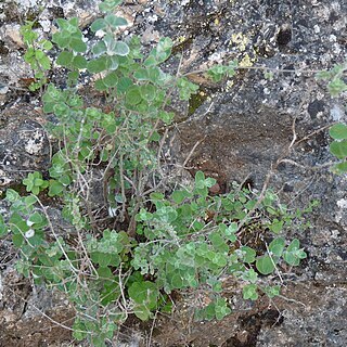 Origanum syriacum unspecified picture