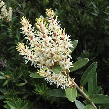 Orites lancifolius unspecified picture