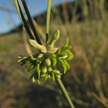 Orthanthera unspecified picture