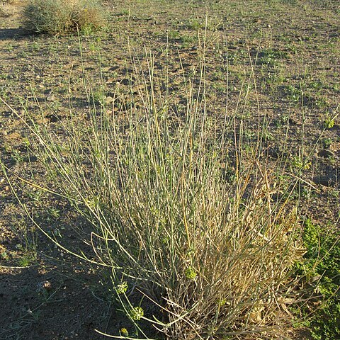 Orthanthera albida unspecified picture