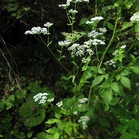 Ostericum sieboldii unspecified picture