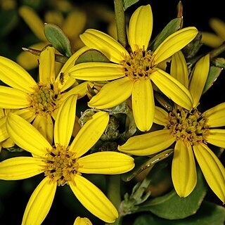 Osteospermum incanum unspecified picture