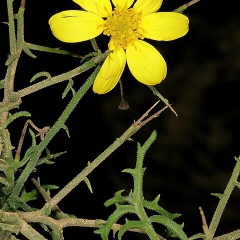 Osteospermum spinosum unspecified picture