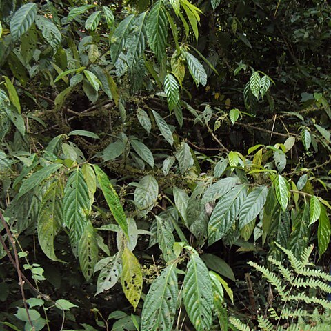 Oreocnide integrifolia unspecified picture