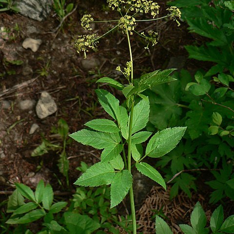 Osmorhiza occidentalis unspecified picture