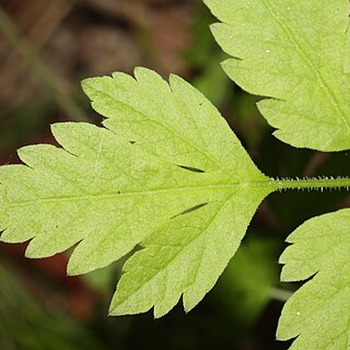 Osmorhiza chilensis unspecified picture