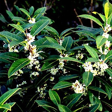 Osmanthus decorus unspecified picture