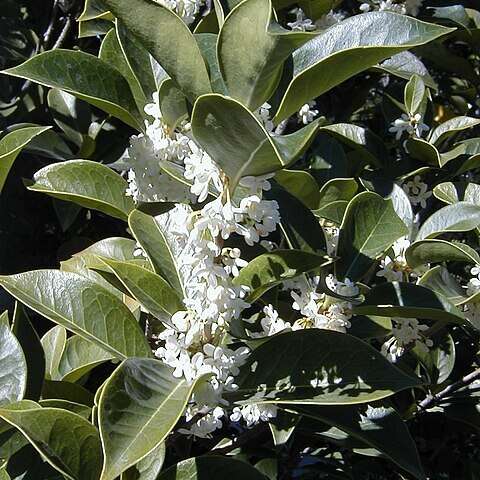 Osmanthus armatus unspecified picture