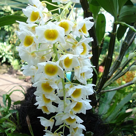 Dendrobium farmeri unspecified picture