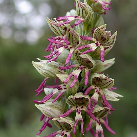 Orchis galilaea unspecified picture