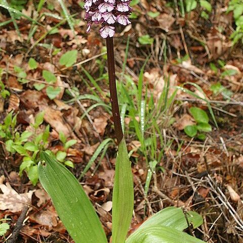 Orchis purpurea subsp. purpurea unspecified picture