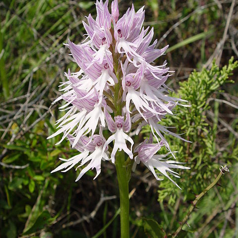 Orchis unspecified picture