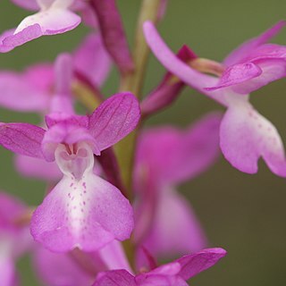 Orchis mascula subsp. laxifloriformis unspecified picture