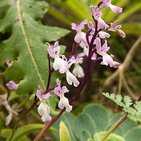 Orchis patens subsp. canariensis unspecified picture