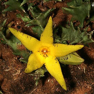 Orbea lutea subsp. lutea unspecified picture