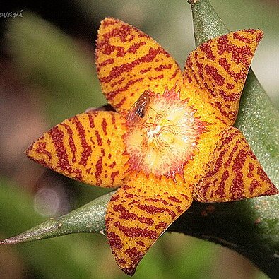 Orbea schweinfurthii unspecified picture