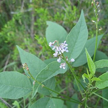 Orbexilum onobrychis unspecified picture