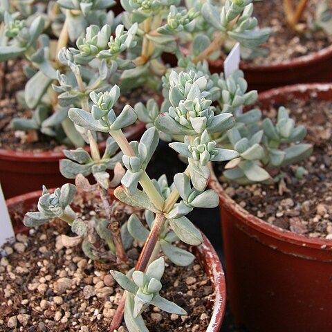 Oscularia piquetbergensis unspecified picture