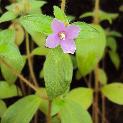 Osbeckia muralis unspecified picture