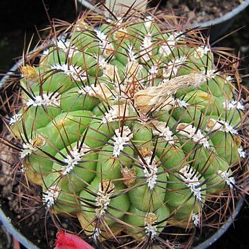 Oroya borchersii unspecified picture