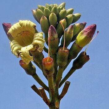 Oroxylum unspecified picture