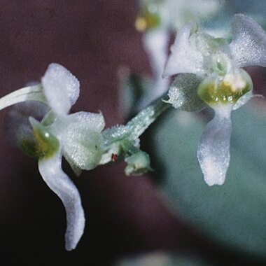 Ornithocephalus gladiatus unspecified picture