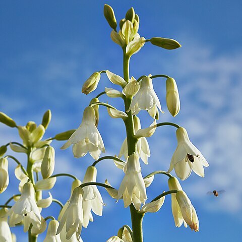 Ornithogalum candicans unspecified picture