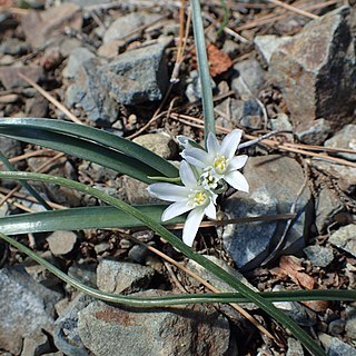 Ornithogalum chionophilum unspecified picture