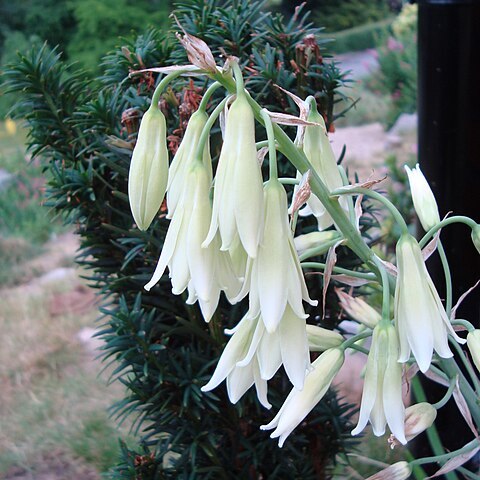 Ornithogalum viridiflorum unspecified picture