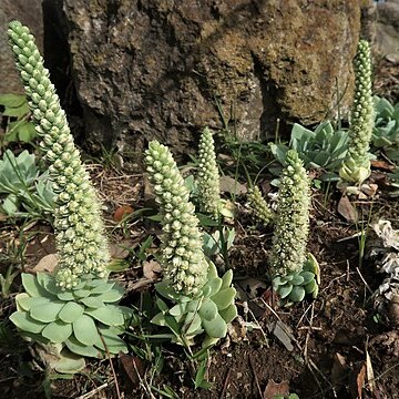 Orostachys malacophylla var. iwarenge unspecified picture