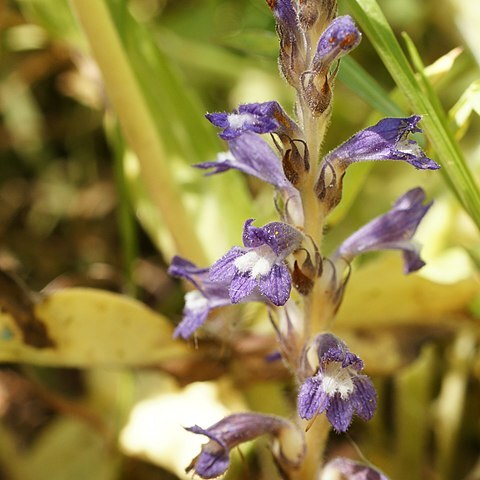 Orobanche nana unspecified picture