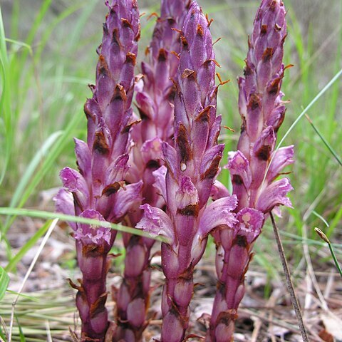 Orobanche haenseleri unspecified picture