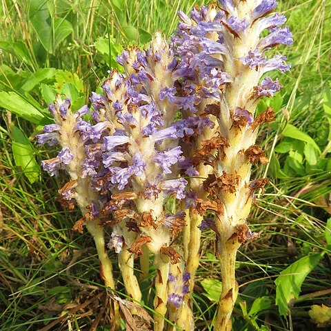 Orobanche coerulescens unspecified picture