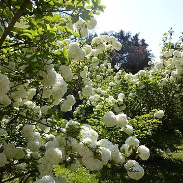 Viburnum macrocephalum unspecified picture